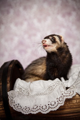 Frettchen leckt sich das Maul