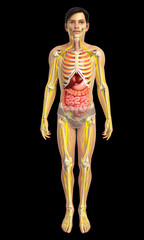 3d rendered illustration of male digestive system