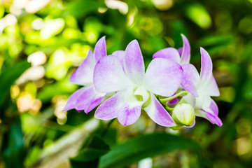 orchid in the royal floral chiangmai Thailand