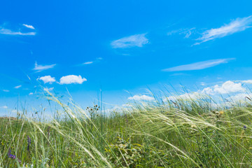 Windy day in a meadow