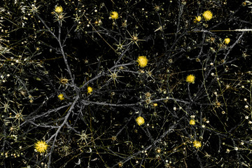 Stellar pattern of wildflowers and plants