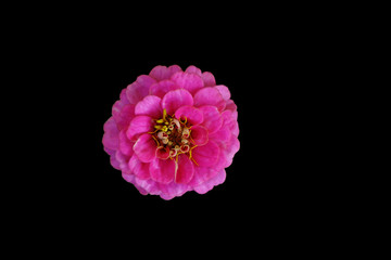 Flower, black background isolated. Macro.  Yellow, pink,  purple, red.
