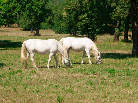 White Lipizzaners grazing