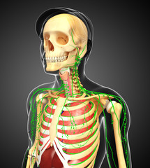 Lymphatic, skeletal and respiratory system of Male body artwork