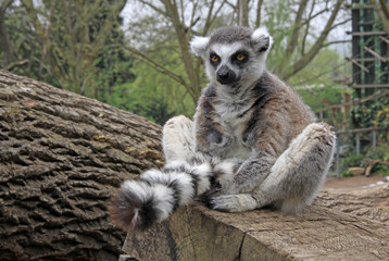 Ring-tailed lemur sitting on a tree in a Zoo