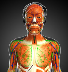 3d rendered illustration of male muscles anatomy