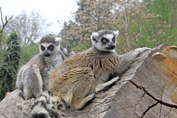 Ring-tailed lemurs sitting on a tree in a Zoo