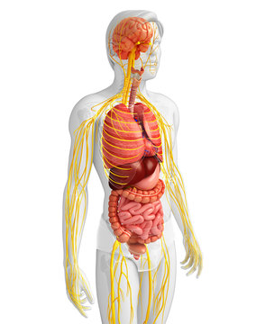 Male body of Nervous and digestive system artwork
