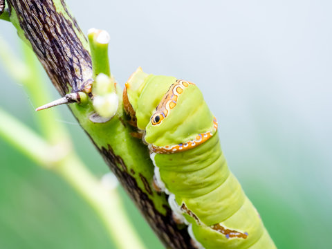 Close up macro Butterfly Caterpillar