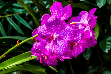 orchid in the royal floral chiangmai Thailand