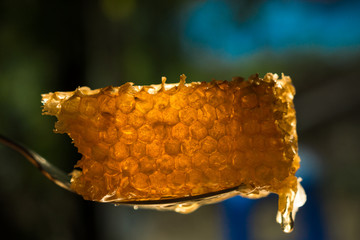 Honeycomb on the fork