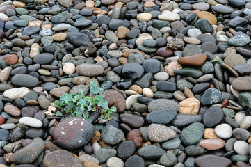 Wet sea pebbles and green prickly plant