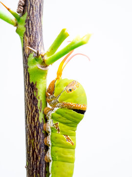 Close up macro Butterfly Caterpillar