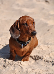 dachshund dog on the sand