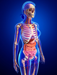 Female skeletal, digestive and circulatory system