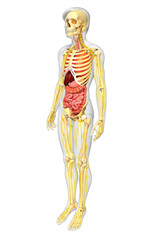 Male skeleton with nervous and digestive system artwork
