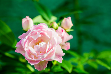 pink rose in the royal floral chiangmai Thailand