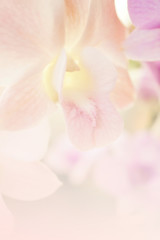 Fototapeta na wymiar sweet color orchids in soft color and blur style for background 