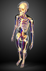 3d rendered illustration of skeletal anatomy