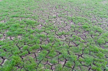 Drought, dry earth.