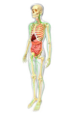 Lymphatic, skeletal and digestive system of Male body artwork