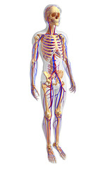 male skeletal circulatory system