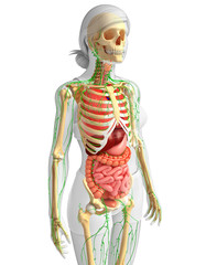 Lymphatic, skeletal and digestive system of Female body artwork