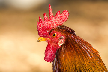 Rooster head shot with very sharp eyes.