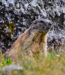 marmot
