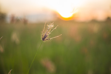 The grass field is a spring.
