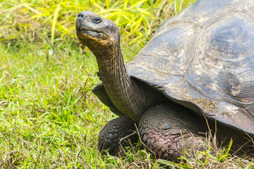 Fototapeta premium Giant tortoise in El Chato Tortoise Reserve, Galapagos islands (Ecuador)