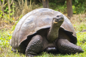 Naklejka na ściany i meble Giant tortoise in El Chato Tortoise Reserve, Galapagos islands (Ecuador)