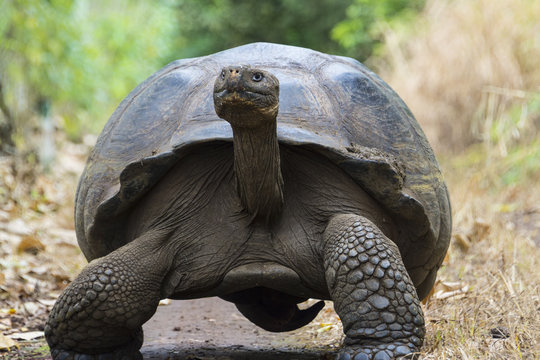 Giant tortoise in El Chato Tortoise Reserve, Galapagos islands (Ecuador)