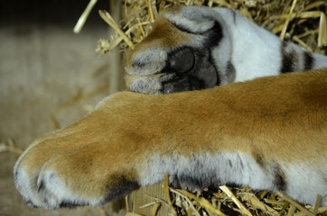 Obraz premium Close-up of Bengal Tiger Paw Pads and Claws