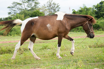 Fototapeta premium Horse in the field