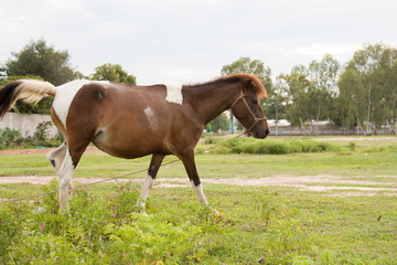 Obraz premium Horse in the field