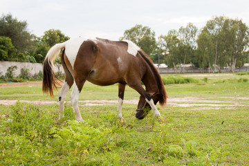Fototapeta premium Horse in the field