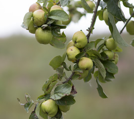 Crab Apples