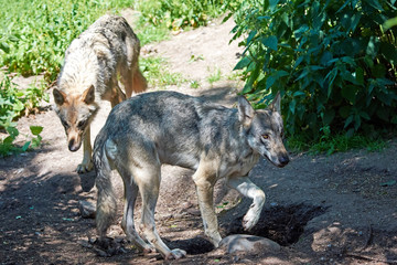 Grey Wolf (Canis lupus)