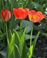 Three red and yellow tulips