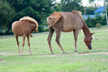 Obraz premium Horse in the field