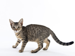 Naklejka premium Katze