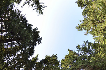 Treetop fish-eye len