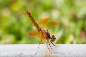 dragonfly