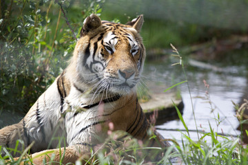 Tiger im Wasser
