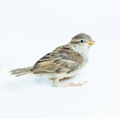 sparrow chick