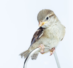 sparrow chick