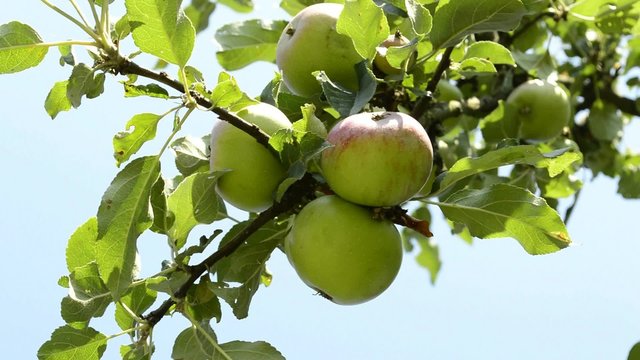 Reife Äpfel auf einem Apfelbaum