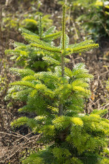 young fir tree