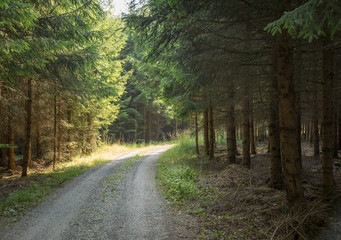idyllic forest track